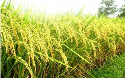 Chính sách lương thực giúp các thành phố Châu Á nâng cao sức khỏe người dân và phục hồi nền kinh tế